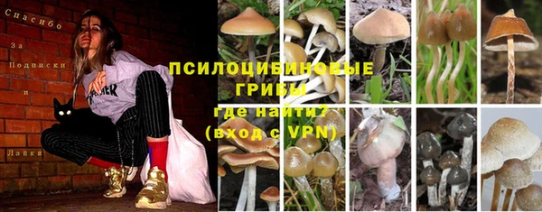 PSILOCYBIN Алексеевка